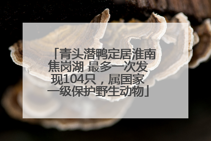 青头潜鸭定居淮南焦岗湖 最多一次发现104只，属国家一级保护野生动物