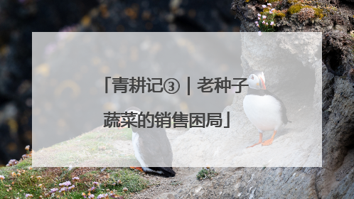 青耕记③｜老种子蔬菜的销售困局