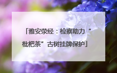 雅安荥经：检察助力“枇杷茶”古树挂牌保护