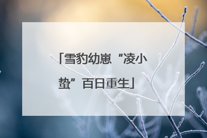 雪豹幼崽“凌小蛰”百日重生