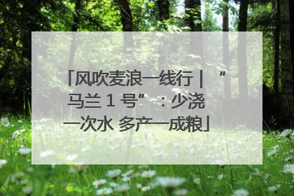 风吹麦浪一线行｜“马兰 1 号”：少浇一次水 多产一成粮