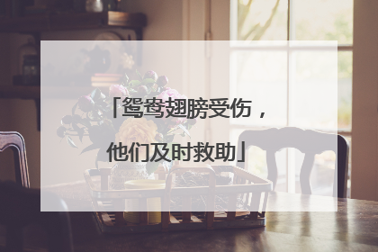 鸳鸯翅膀受伤，他们及时救助