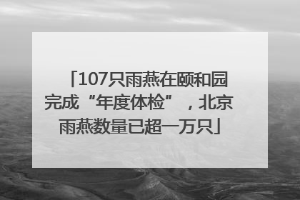 107只雨燕在颐和园完成“年度体检”，北京雨燕数量已超一万只
