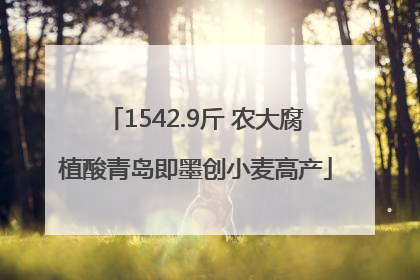 1542.9斤 农大腐植酸青岛即墨创小麦高产