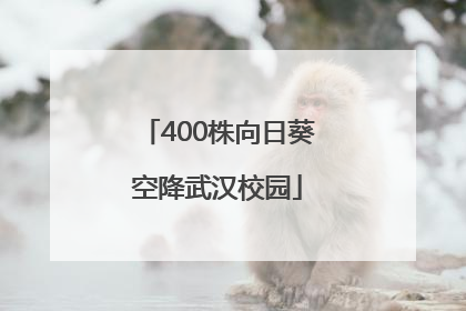 400株向日葵空降武汉校园